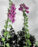 Od poloviny června na Hřebenech kvetou náprstníky červené
foto: V. Valenta